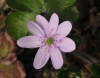 Good sized pink flowers in spring